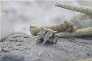 Image description is not available for 2011.9.4